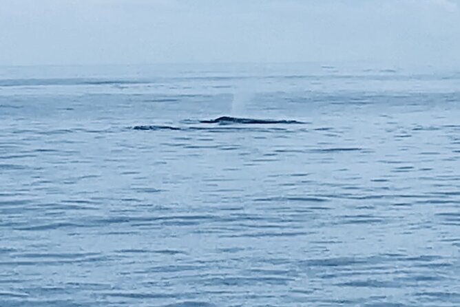 Private Whale Watching and Dolphin Excursion - Key Points