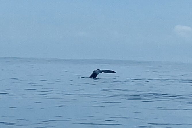 Private Whale Watching and Dolphin Excursion - Meeting and Pickup Information