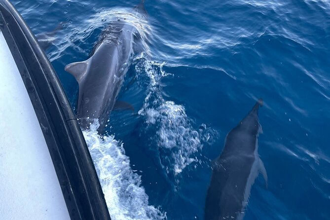 Private Whale Watching and Dolphin Excursion - Booking and Cancellation