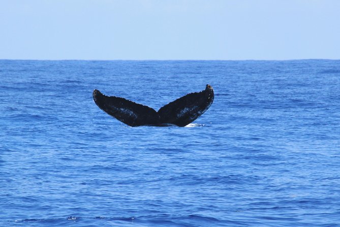 Private Whale Watching Charter (Grand Turk) - About Your Stay