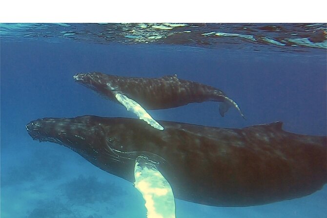 Private Whale Watching Charter (Grand Turk) - Included in the Tour