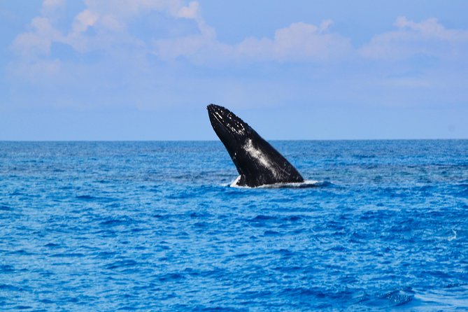Private Whale Watching Charter (Grand Turk) - Accessibility and Recommendations