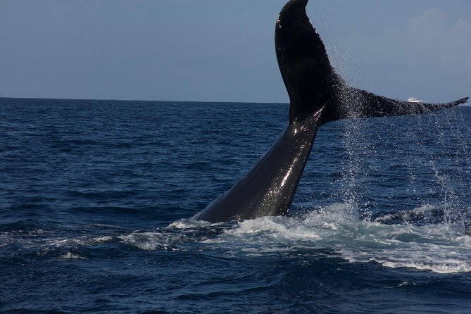 Private Whale Watching Charter (Grand Turk) - Pricing and Cancellation Policy
