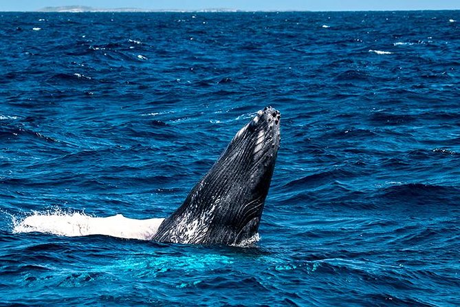 Private Whale Watching Charter (Grand Turk) - Customer Reviews