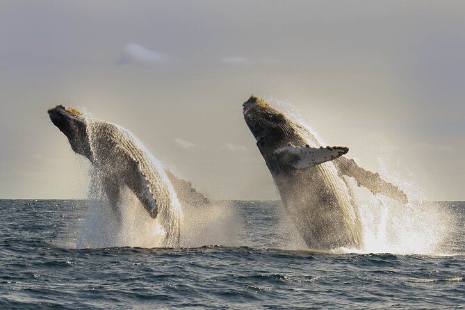 Private Whale Watching in San José Del Cabo - Hassle-free Booking