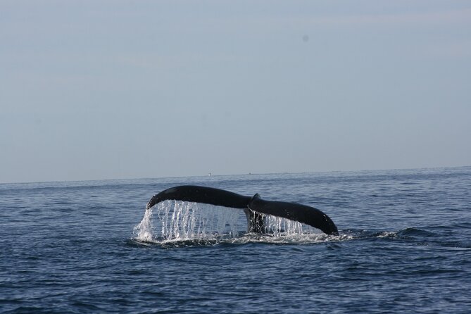 Private Whale Watching in San José Del Cabo - Included Amenities