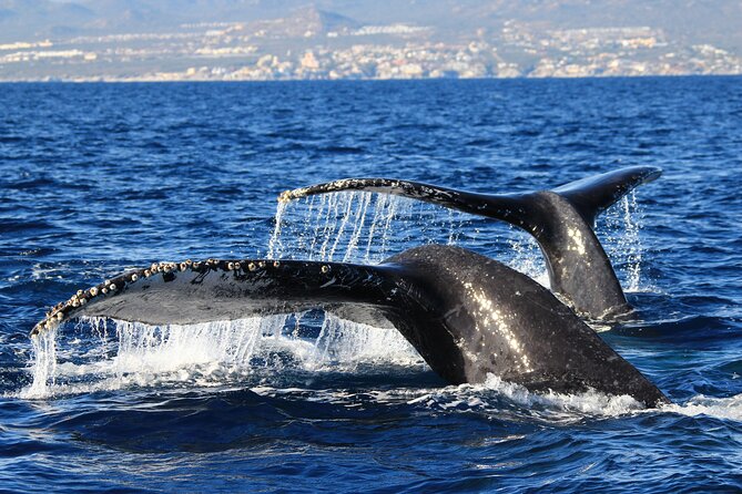 Private Whale Watching in San José Del Cabo - Meeting Point Details