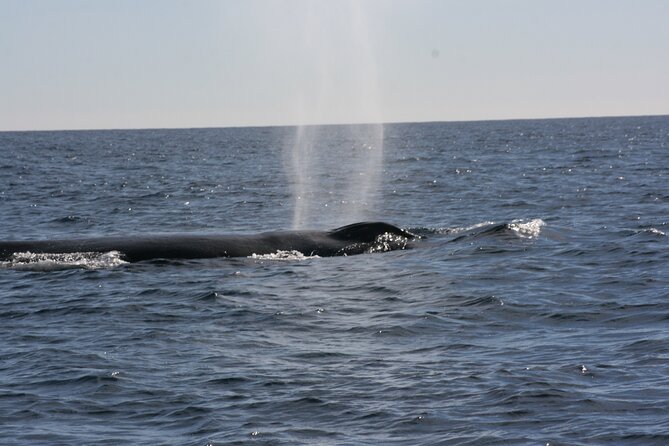 Private Whale Watching in San José Del Cabo - Participant Considerations
