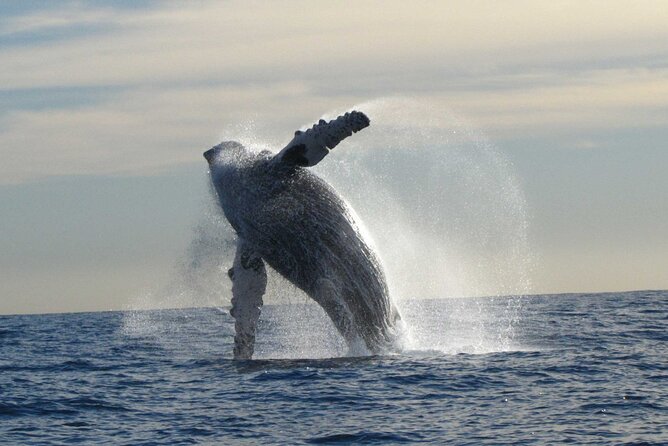 Private Whale Watching in San José Del Cabo - Customer Feedback