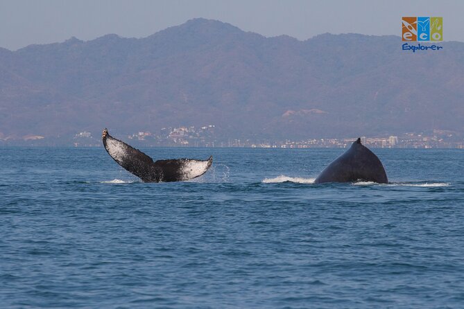 Private Whale Watching Puerto Vallarta - Booking and Cancellation
