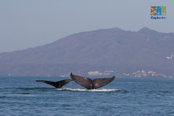 Private Whale Watching Puerto Vallarta - Whale Watching Experience