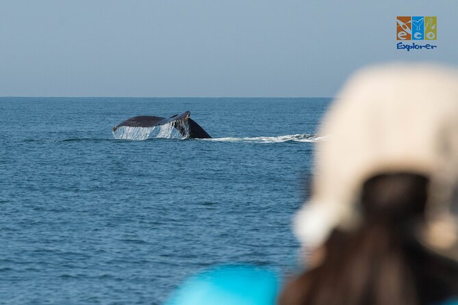 Private Whale Watching Puerto Vallarta - Guides and Marine Life