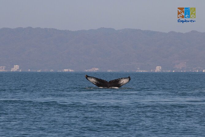 Private Whale Watching Puerto Vallarta - Reviews and Ratings