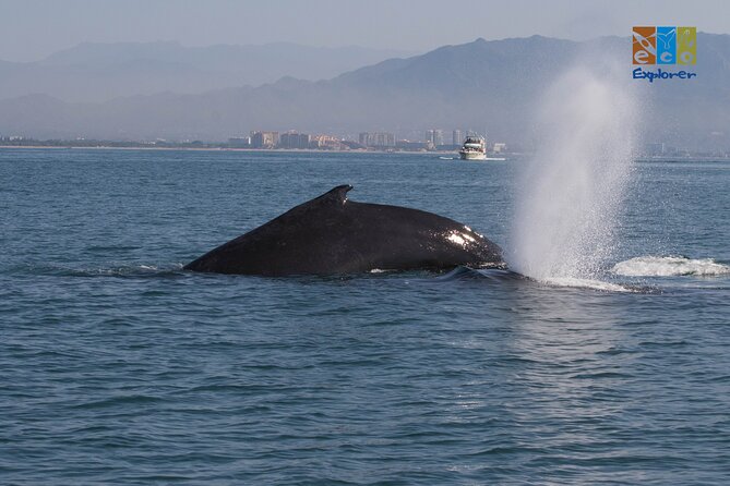Private Whale Watching Puerto Vallarta - Frequently Asked Questions