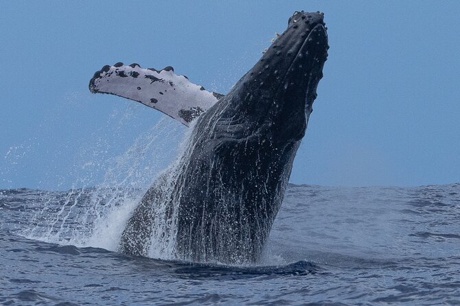 Private Whale Watching Safari From North Shore Oahu - Inclusions and Amenities