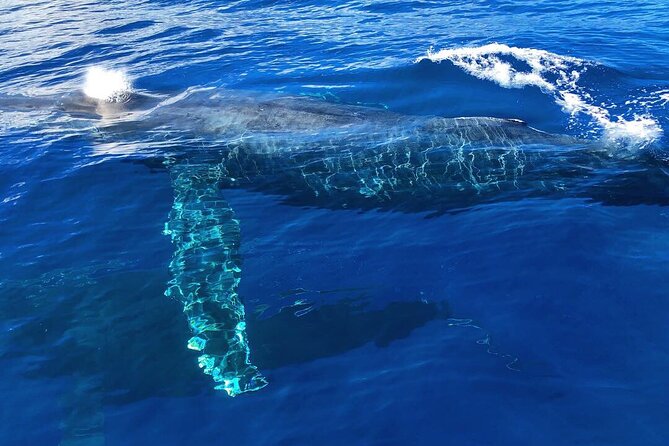 Private Whale Watching Safari From North Shore Oahu - Meeting and End Point