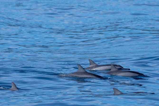 Private Whale Watching Safari From North Shore Oahu - Accessibility and Participation