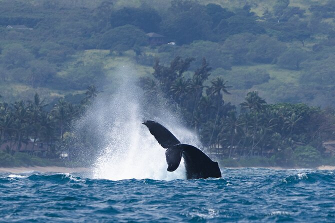 Private Whale Watching Safari From North Shore Oahu - About Go Adventure Hawaii