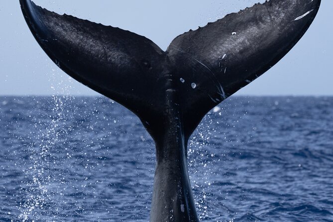 Private Whale Watching Safari From North Shore Oahu - Whale Watching Experience