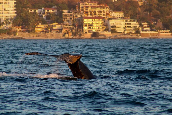 Private Whale Watching Sailing Tour - Meeting Point and Times