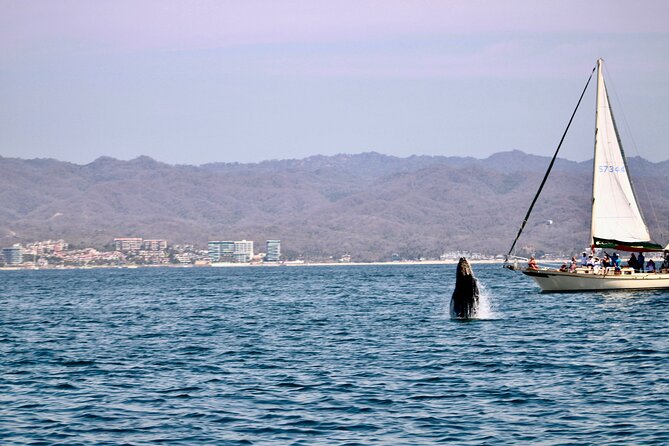 Private Whale Watching Sailing Tour - Participant Details