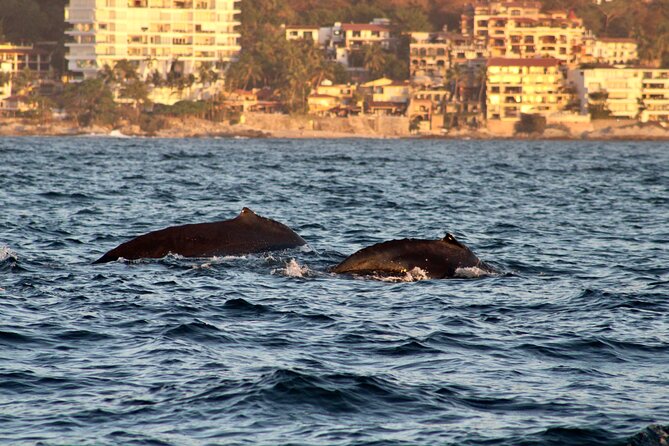 Private Whale Watching Sailing Tour - Cancellation Policy