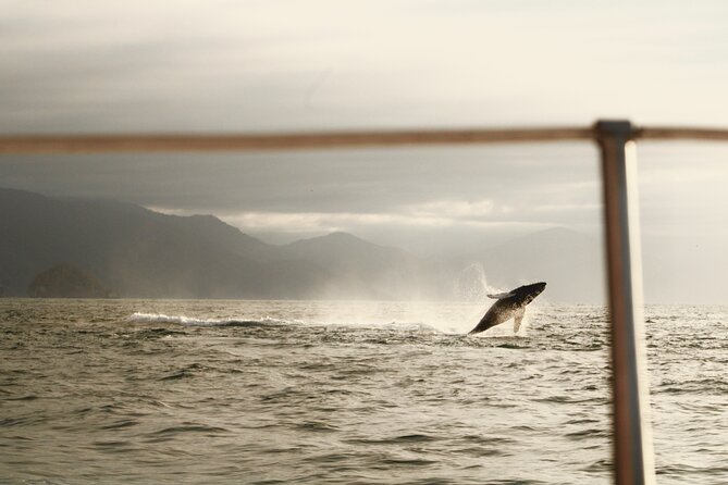 Private Whale Watching Sailing Tour - Whale Watching Experience