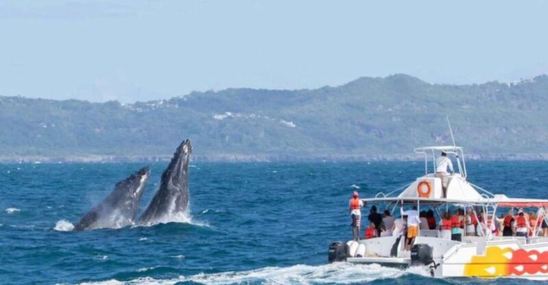 Private Whale Watching Samana Bay - Tour Details