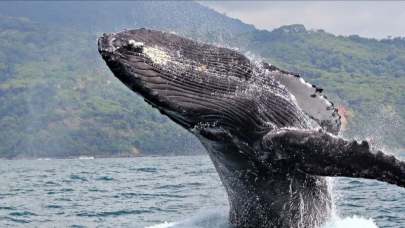 Private Whale Watching Samana Bay - Meeting Point and Directions