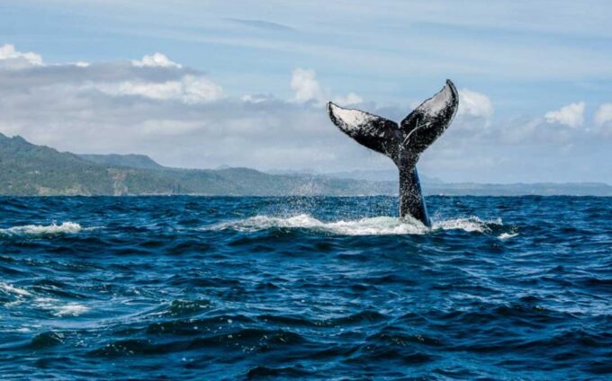Private Whale Watching Samana Bay - Additional Information