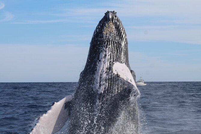 Private Whale Watching Tour!! - Meeting and Pickup Details