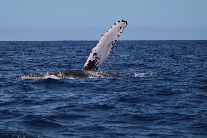 Private Whale Watching Tour!! - Whale Watching Experiences