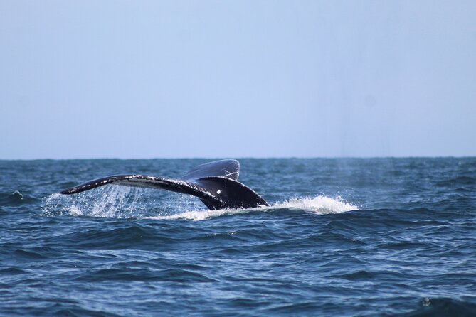 Private Whale Watching Tour!! - Booking Information