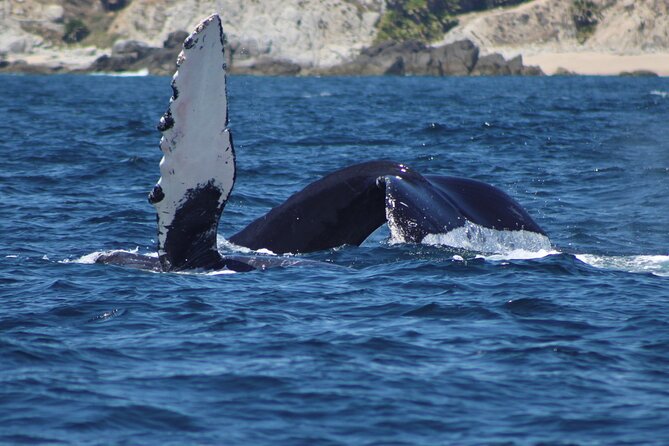 Private Whale Watching Tour!! - Frequently Asked Questions