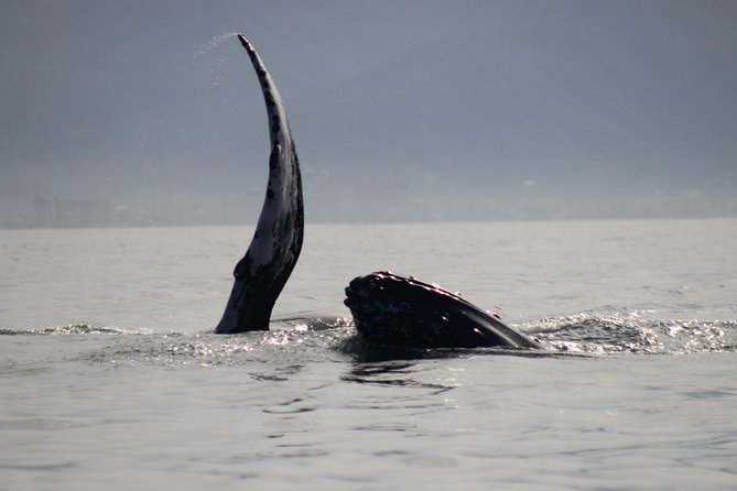 Private Whale Watching Tour in Puerto Vallarta - Experience Highlights