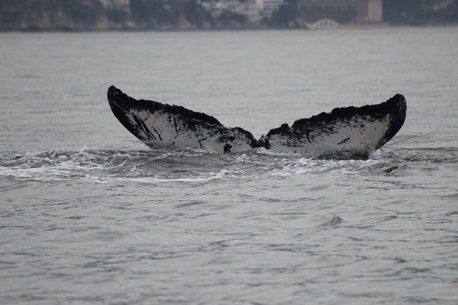Private Whale Watching Tour in Puerto Vallarta - Booking and Cancellation