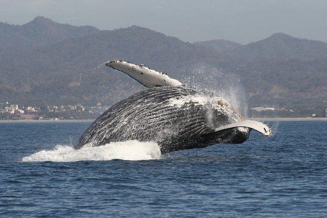 Private Whale Watching Tour in Puerto Vallarta - Whale Watching in Puerto Vallarta