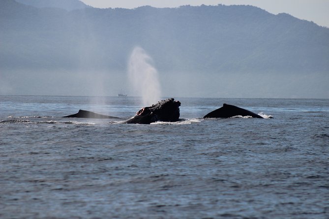 Private Whale Watching Tour in Puerto Vallarta - Exploring Marine Wildlife