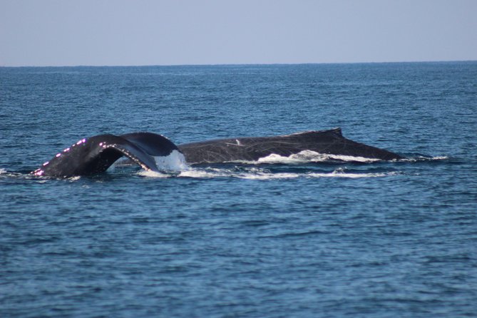 Private Whale Watching Tour in Puerto Vallarta - Educational Adventure