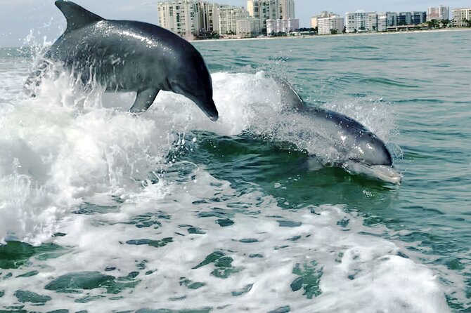 Private Wild Dolphin Boat Tour - Meeting and Parking