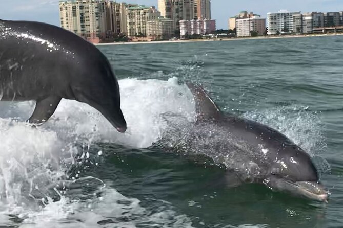 Private Wild Dolphin Boat Tour - Reviews and Customer Service