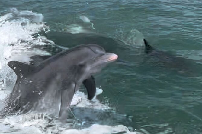 Private Wild Dolphin Boat Tour - Dolphin Sightings and Dome Houses