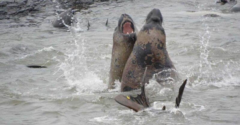 Private Wild Shores Tour: Penguins, Elephant Seals & Stanley - Key Points