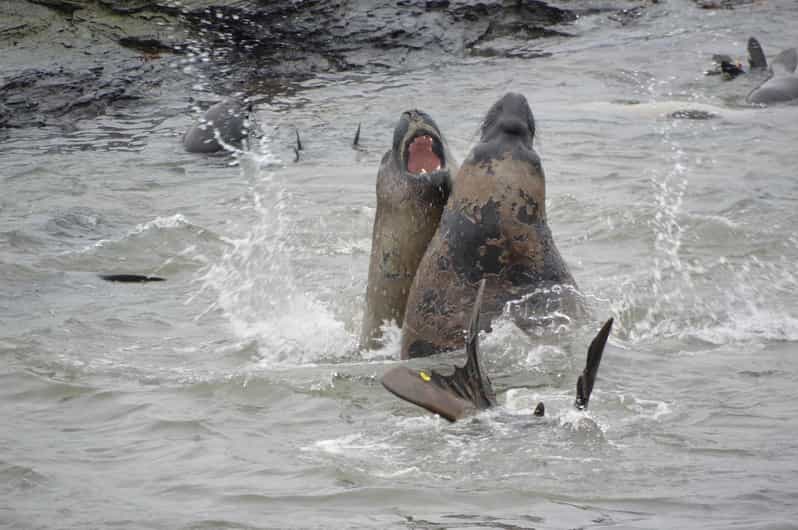 Private Wild Shores Tour: Penguins, Elephant Seals & Stanley - Wildlife Encounters and Scenic Exploration