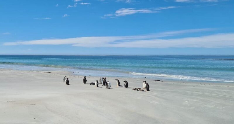 Private Wild Shores Tour: Penguins, Elephant Seals & Stanley - Sustainable Practices and Local Cuisine