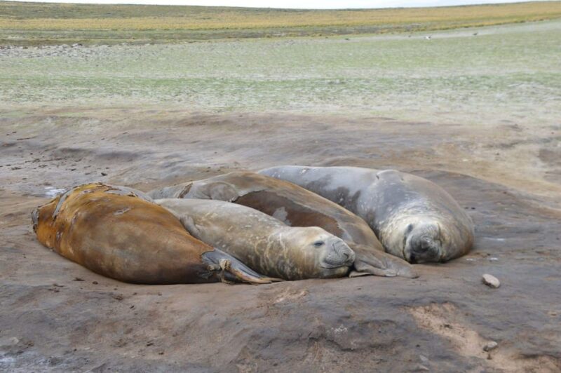 Private Wild Shores Tour: Penguins, Elephant Seals & Stanley - Tour Suitability and Additional Information