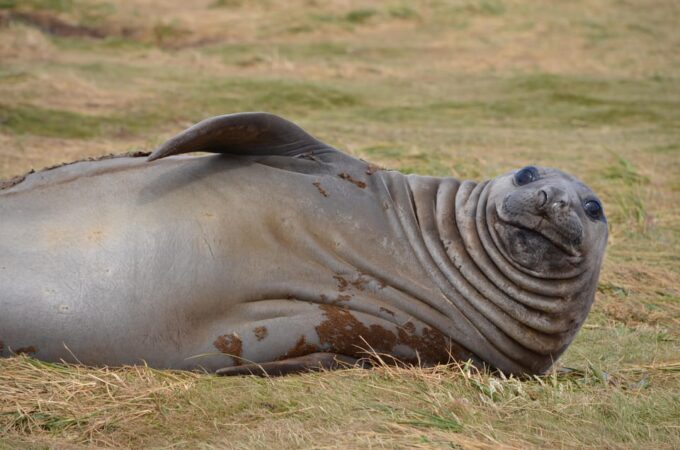 Private Wild Shores Tour: Penguins, Elephant Seals & Stanley - Insights From Local Resident Tour Guide