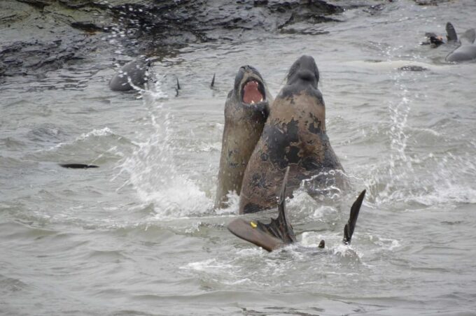 Private Wild Shores Tour: Penguins, Elephant Seals & Stanley - Frequently Asked Questions