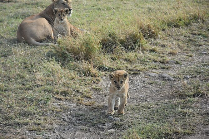 PRIVATE Wildebeest Calving Safari, Tanzania, January to March - Booking and Pricing Details