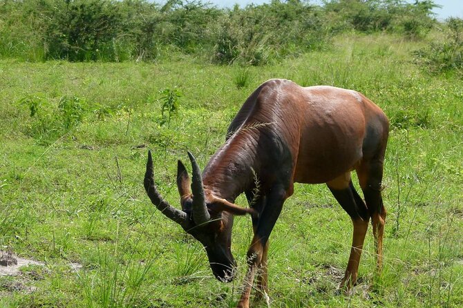 PRIVATE Wildebeest Calving Safari, Tanzania, January to March - Important Considerations